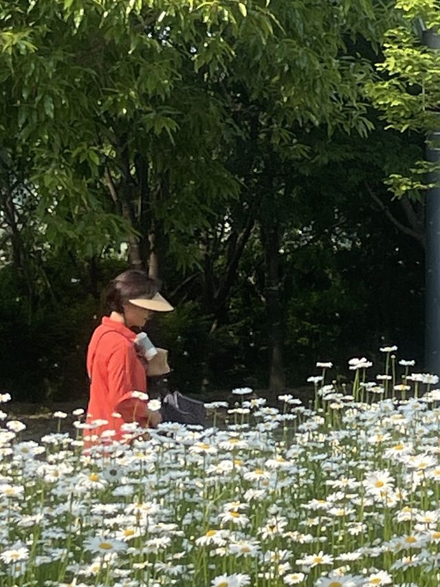 계란후라이꽃 가득한  탑정호 수변공원