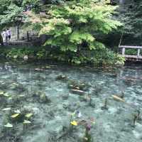 モネの池(通称)