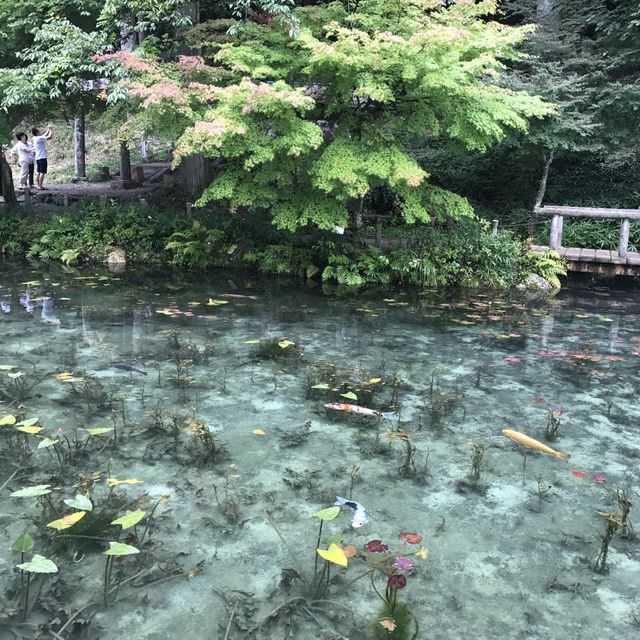 モネの池(通称)