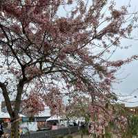 台南景點-金砂里花旗木步道