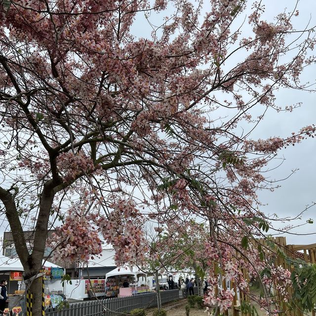 台南景點-金砂里花旗木步道
