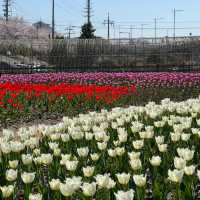 부산 도심에서 즐기는 알록달록 튤립 🌷