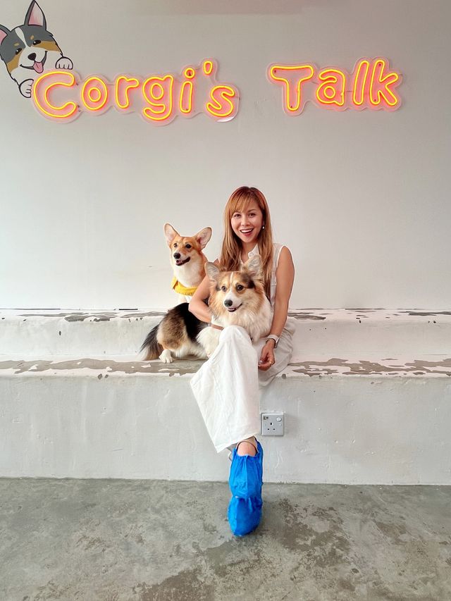 Let’s cuddle with the cutie butt Corgis 🐶