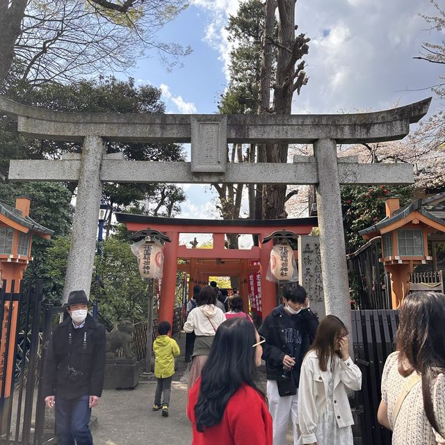 東京超大熱鬧賞櫻🌸地