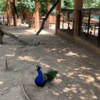 Islamabad bird lark