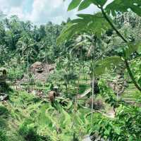 【バリ島】ライステラスへようこそ "Alas Harum Bali"
