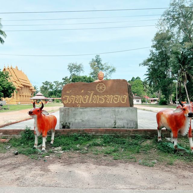 วัดทุ่งไทรทอง ชุมพร
