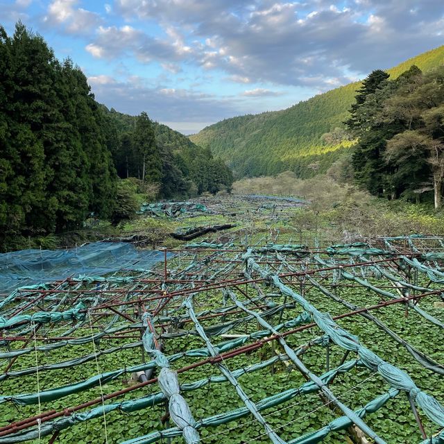 【水の都‼️伊豆】