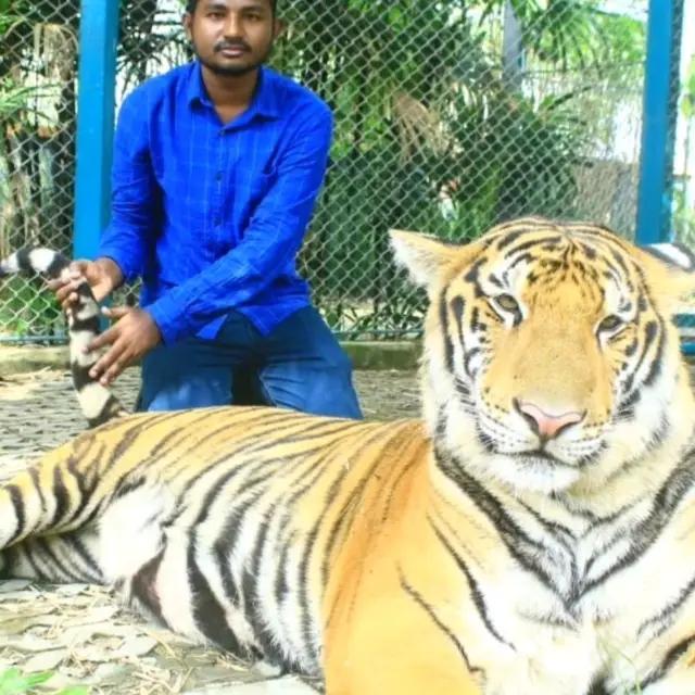 Tiger park Pattaya 