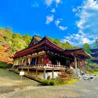 Saimyoji Serenity: Autumn's Radiance Revealed