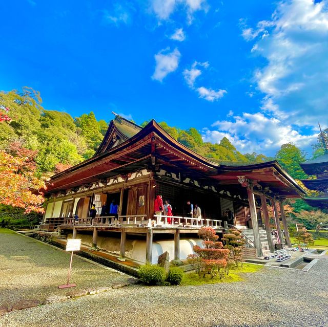 Saimyoji Serenity: Autumn's Radiance Revealed