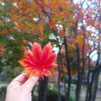 韓國必去免費親子遊 - 兒童大公園