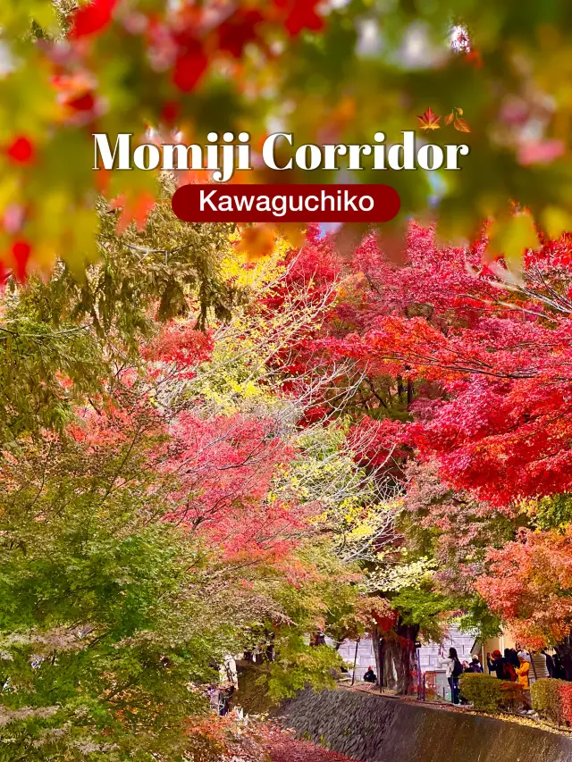 Maple Leaf Festival @ Momiji Corridor 🇯🇵