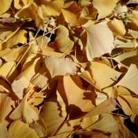「上野恩賜公園」11月底～12月初，賞紅葉好去處