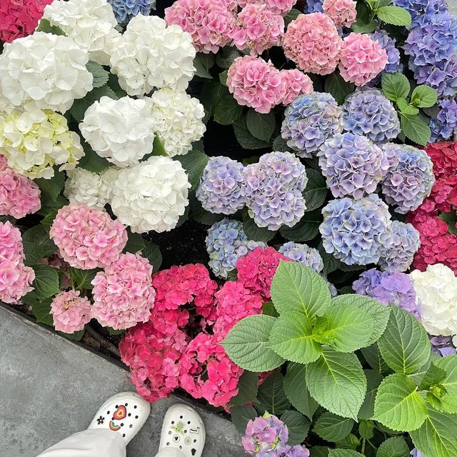 Miracle of Natural  ดอกไม้เมืองหนาว 💐