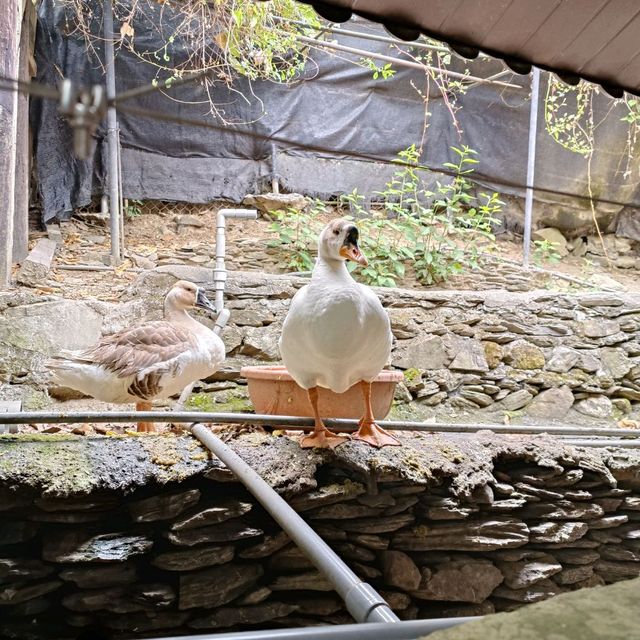 屏東三地門超推祕境景點、美食~清靜莊園