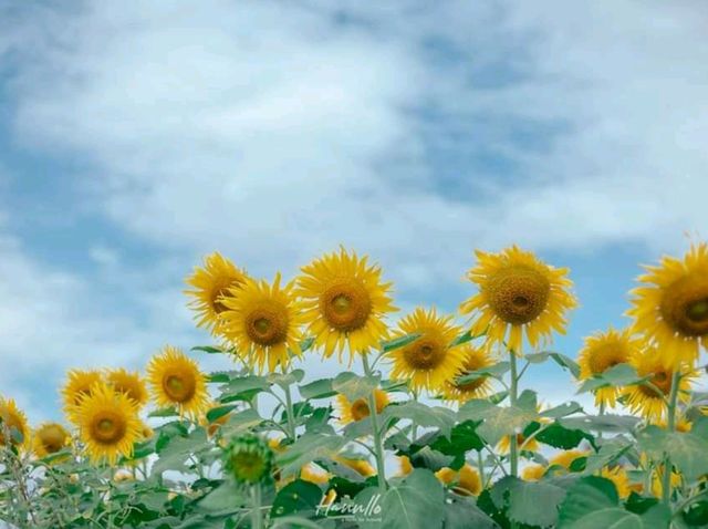 ชมฟรี ทุ่งดอกทานตะวัน อ่างเก็บน้ำดอกกราย