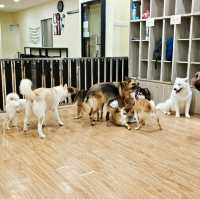 Dog Paradise in JB