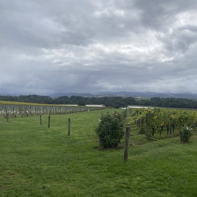 【澳洲】試飲氣泡酒Domaine Chandon Winery