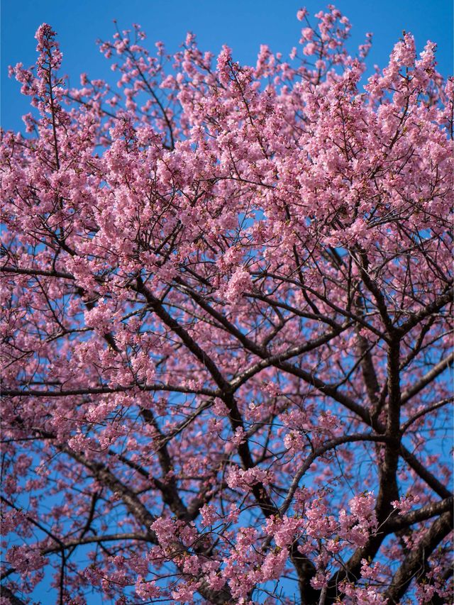 乙川添いに植えられた約800ｍの桜並木は圧巻🌸乙川・河津桜