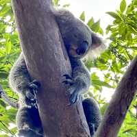 Talonga Zoo to meet Koala and Kangaroo!