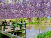 Ashikaga Flower Park 