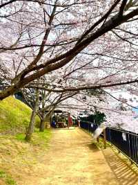 【新倉富士浅間公園/山梨県】ミシュランにも掲載！絶景の桜と富士山