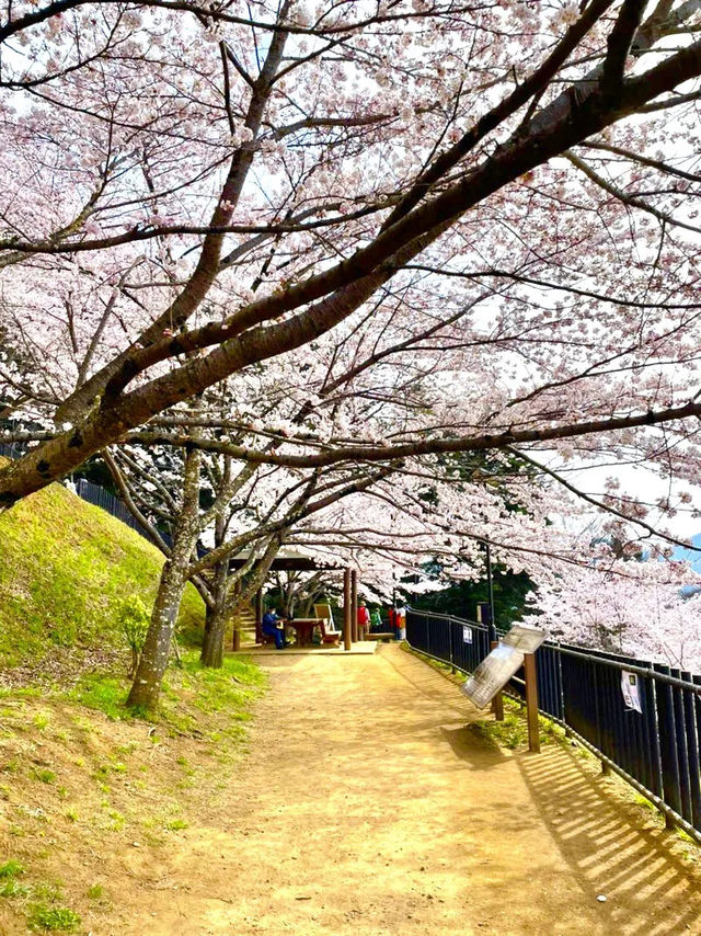 【新倉富士浅間公園/山梨県】ミシュランにも掲載！絶景の桜と富士山