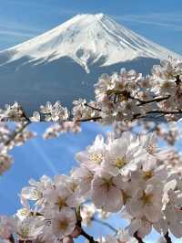 【新倉富士浅間公園/山梨県】ミシュランにも掲載！絶景の桜と富士山
