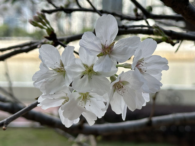 香港好去處 | 坐港鐵屯馬線去賞櫻(三) | 石門安景街公園