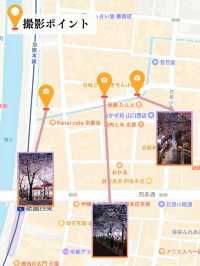 【京都×桜】京都市内無料で満喫No.1ライトアップスポット✨ ※撮影ポイントマップ付き