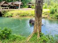 Nosey Parker's Elephant Camp