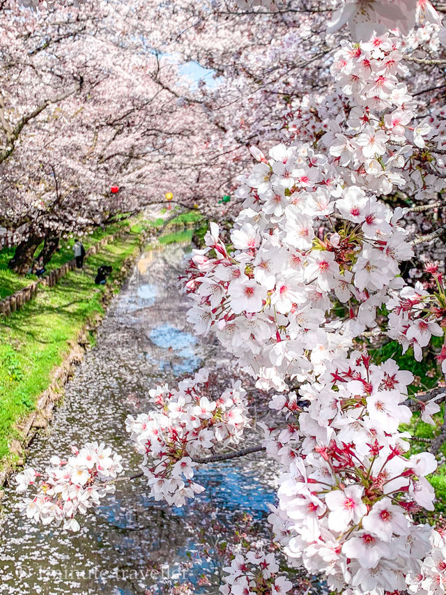 花筏と和舟の江戸時代の風情を満喫、川越の桜