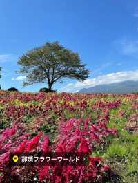 那須のオススメお花畑