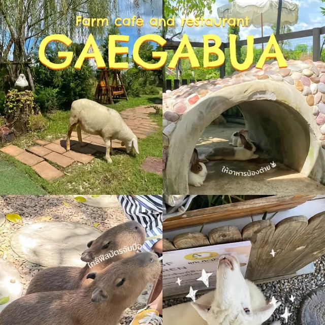 พาไปหาคาปิบารา ที่ GAEGABUA farm cafe