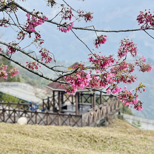 💗 2024 March : Taiwan Qing Jing Farm