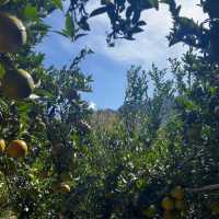 Citrus Bounty: Pick Your Vitamin C Boost