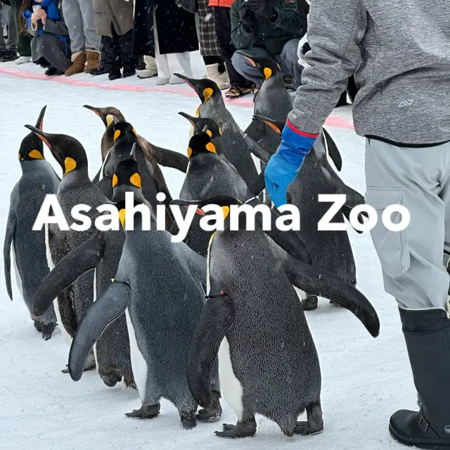 Asahiyama Zoo🐧