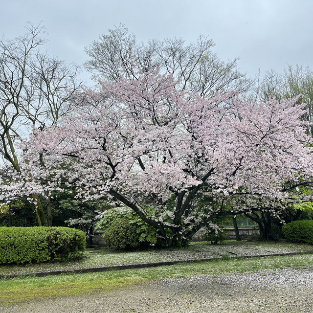 【名古屋城】雨模様の名古屋城と桜🌸