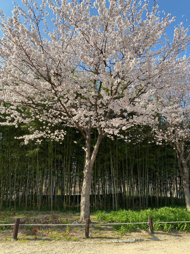 대전 벚꽃명소로 엑스포를 뺄 수 없죠!🌸💗