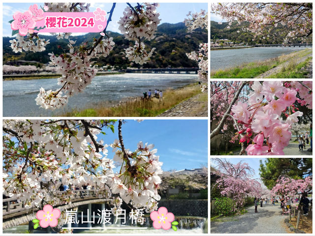 🌸京都嵐山渡月橋：櫻花盛開，春日京都的象徵