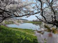 🌸【日本宮城縣】🌸白石川堤櫻花隧道，攝影愛好者和櫻花愛好者的天堂