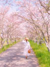 【兵庫・丹波篠山】超穴場！500ｍの桜トンネル