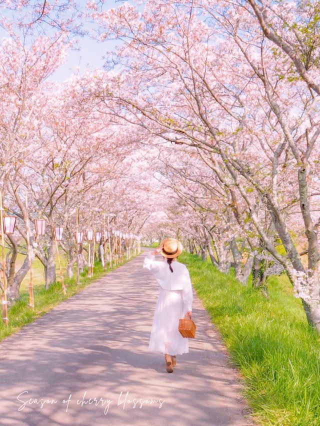 【兵庫・丹波篠山】超穴場！500ｍの桜トンネル