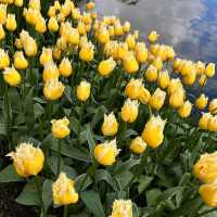 Bask in the Beauty: Keukenhof Tulip 