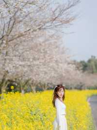 韓國鹿山路🇰🇷 櫻花🌸油菜花同時綻放
