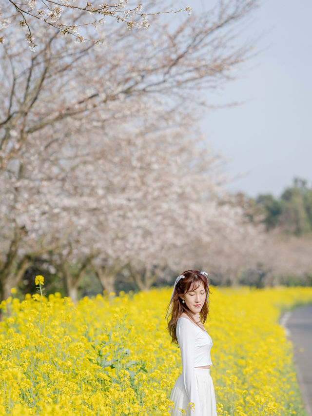 韓國鹿山路🇰🇷 櫻花🌸油菜花同時綻放