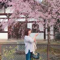 2024 벚꽃은 일본 교토에서 🌸