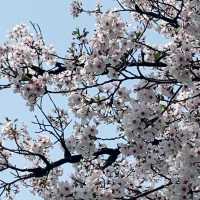 Cherry Blossoms 🌸 Yeouido Hangang Park @ Séoul 🇰🇷