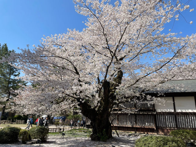 弘前公園櫻花適合春天遊玩